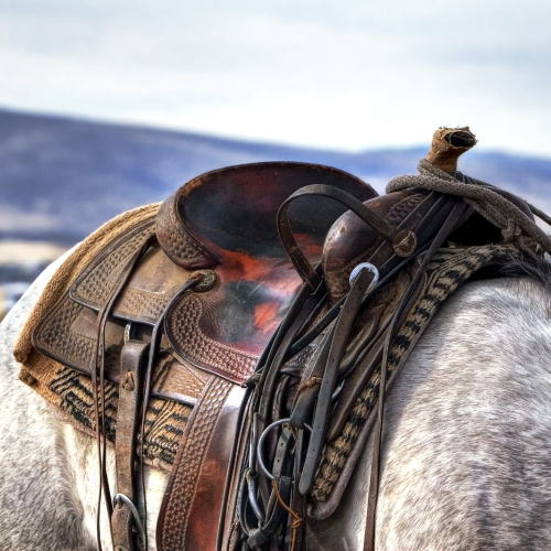 buy western saddle online