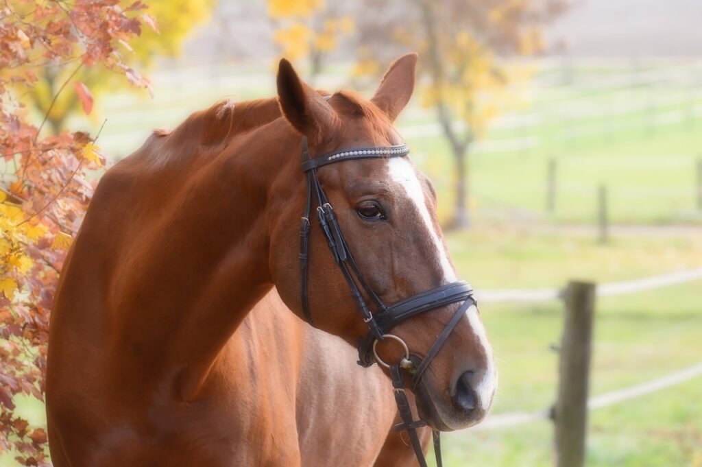 horse in halter