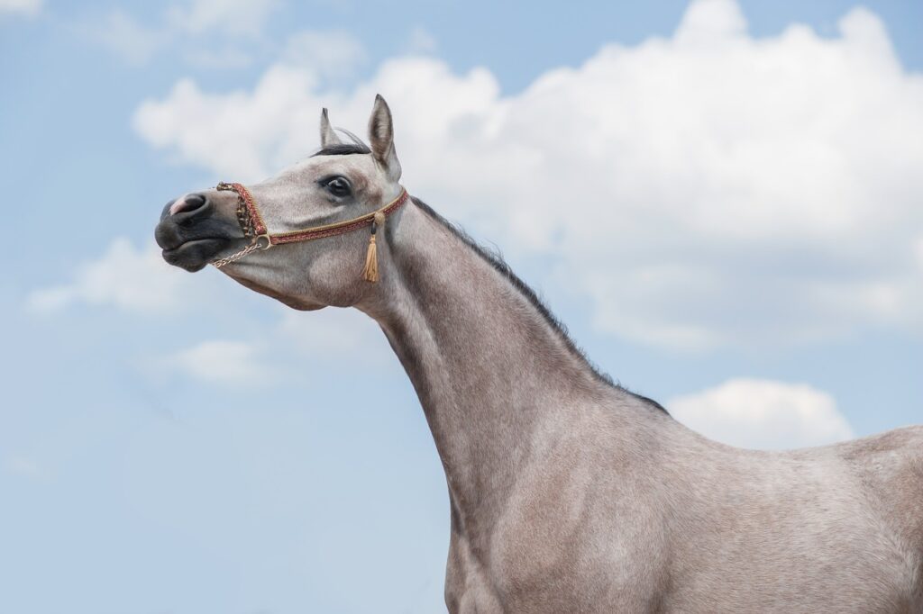 horse, arabian, pasture-4074214.jpg