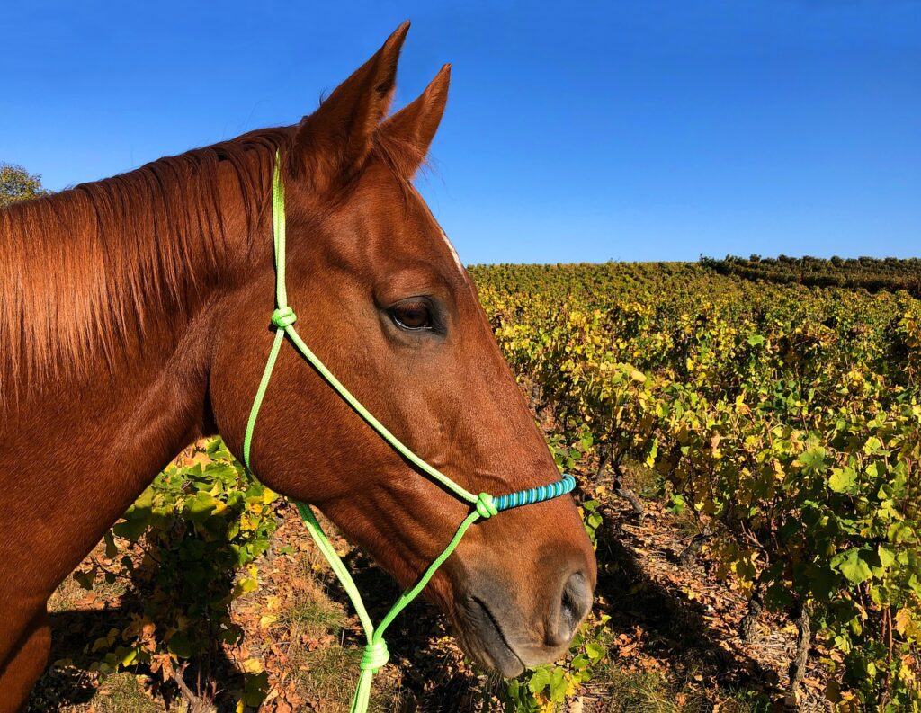 horse, head, portrait-3777739.jpg