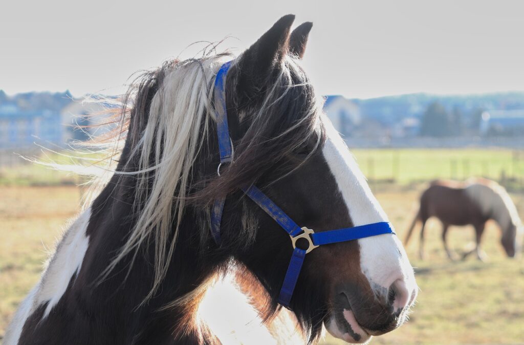 horse, horse head, pasture-6910969.jpg