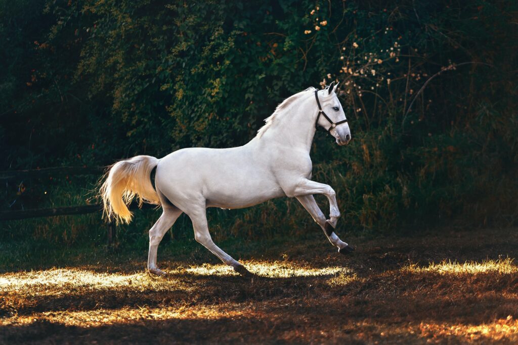 A gray horse in a black nylon halter