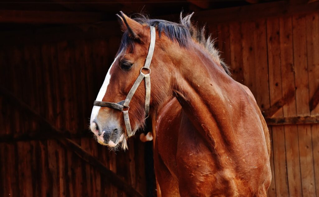 A bay Clydesdale  in a nylon halter