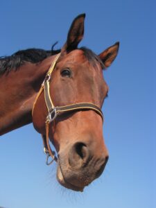 A bay horse in a nylon halter