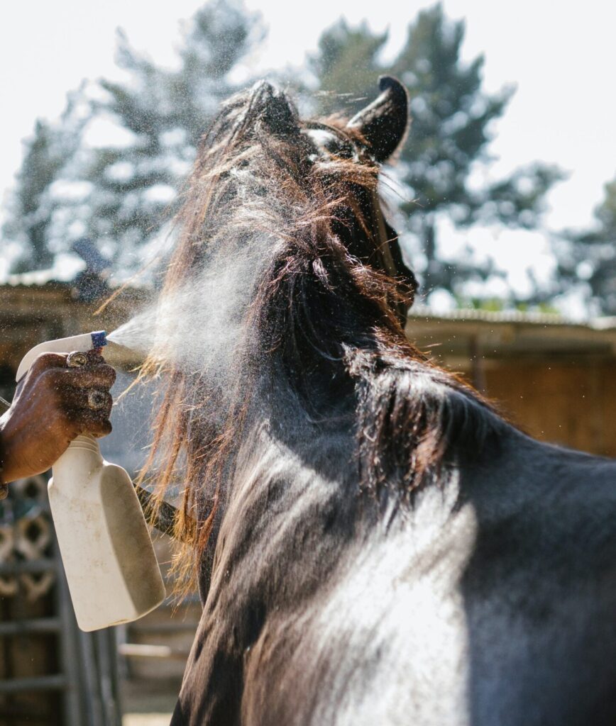 a horse getting sprayed with the best fly spray