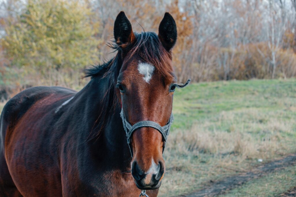 a bay horse wearing a halter