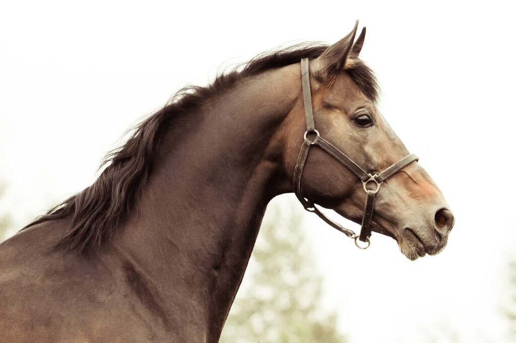 a horse in a leather halter