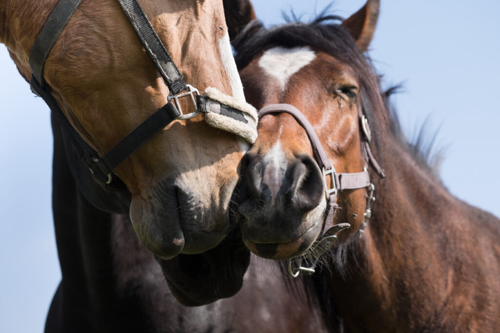 a horse in a padded halter nuzzling another horse