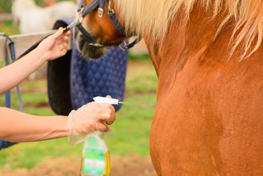 a person putting the best fly spray on a horse