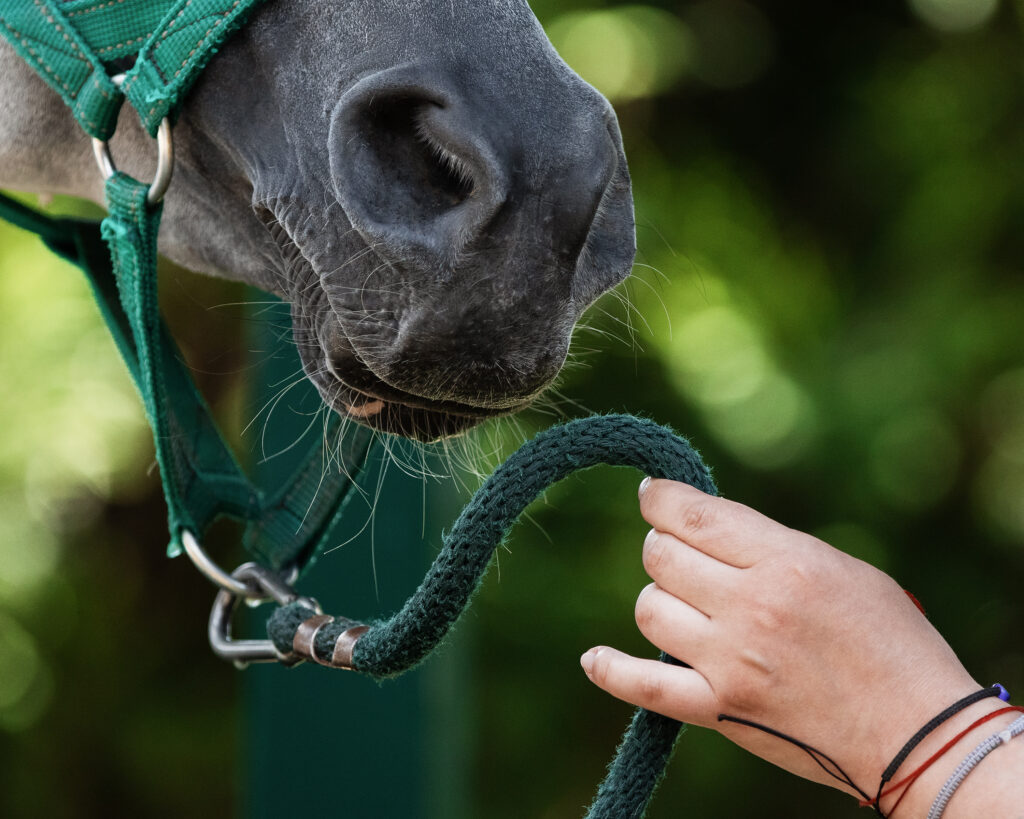 breakaway horse halter