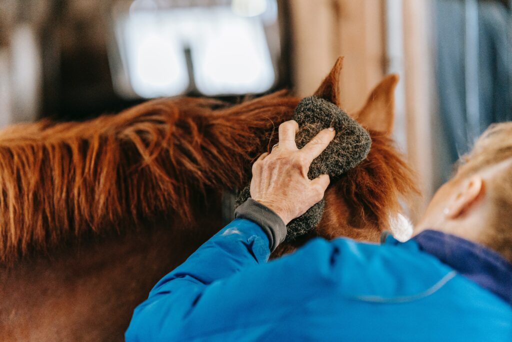 woman grooming chestnut horse with brush