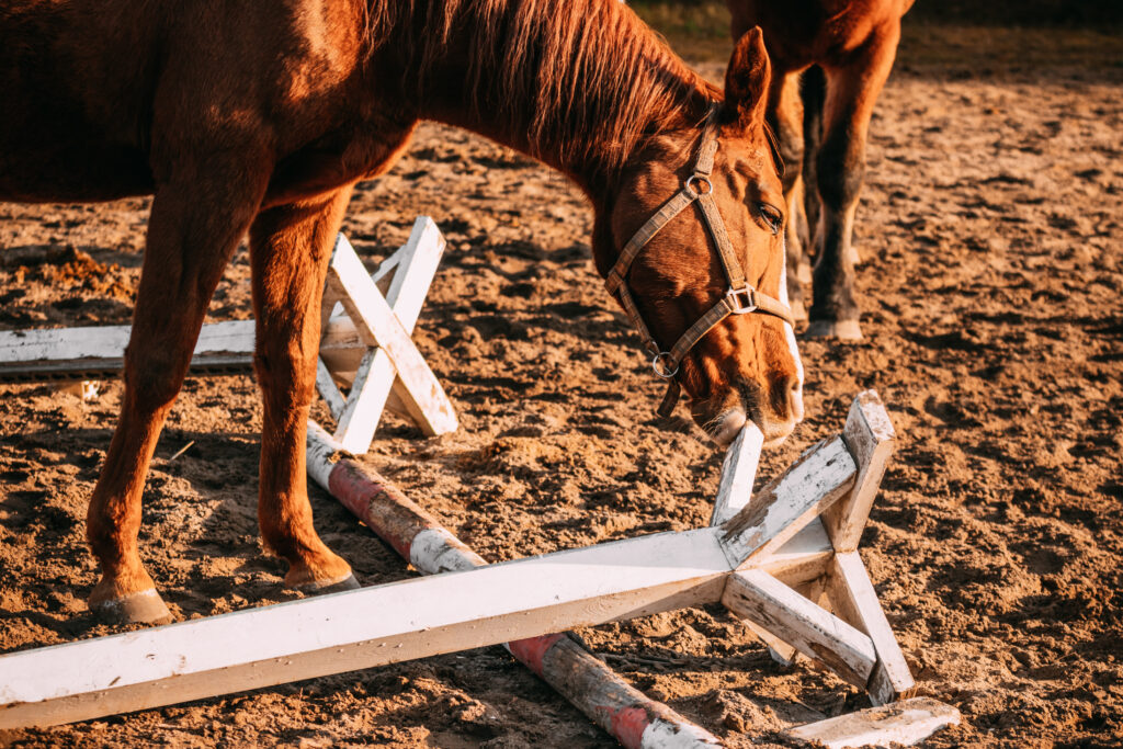 Chestnut horse nuzzling a cavaletti after being introduced to it for the first time