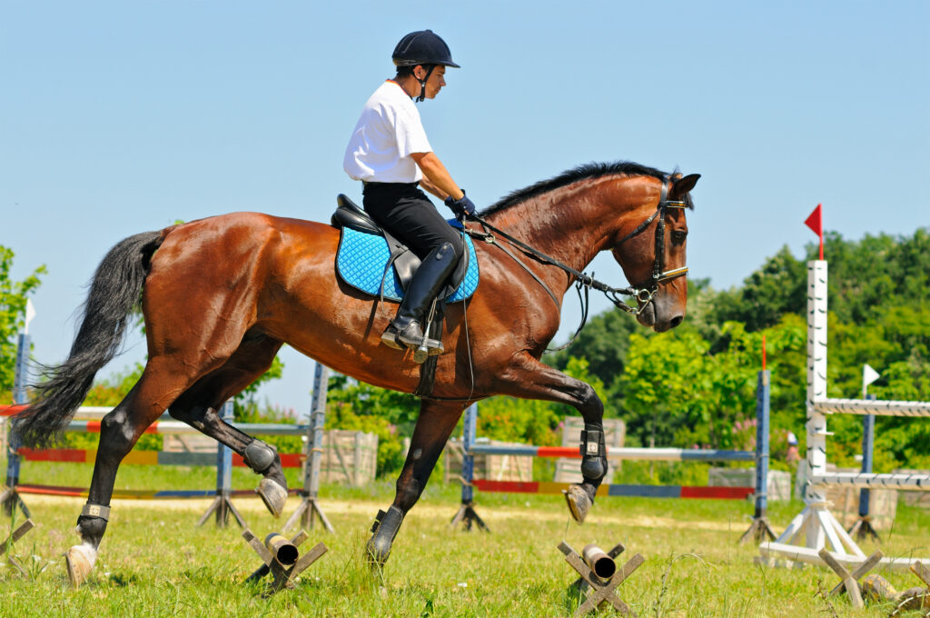 A horse and rider trotting over cavalettis