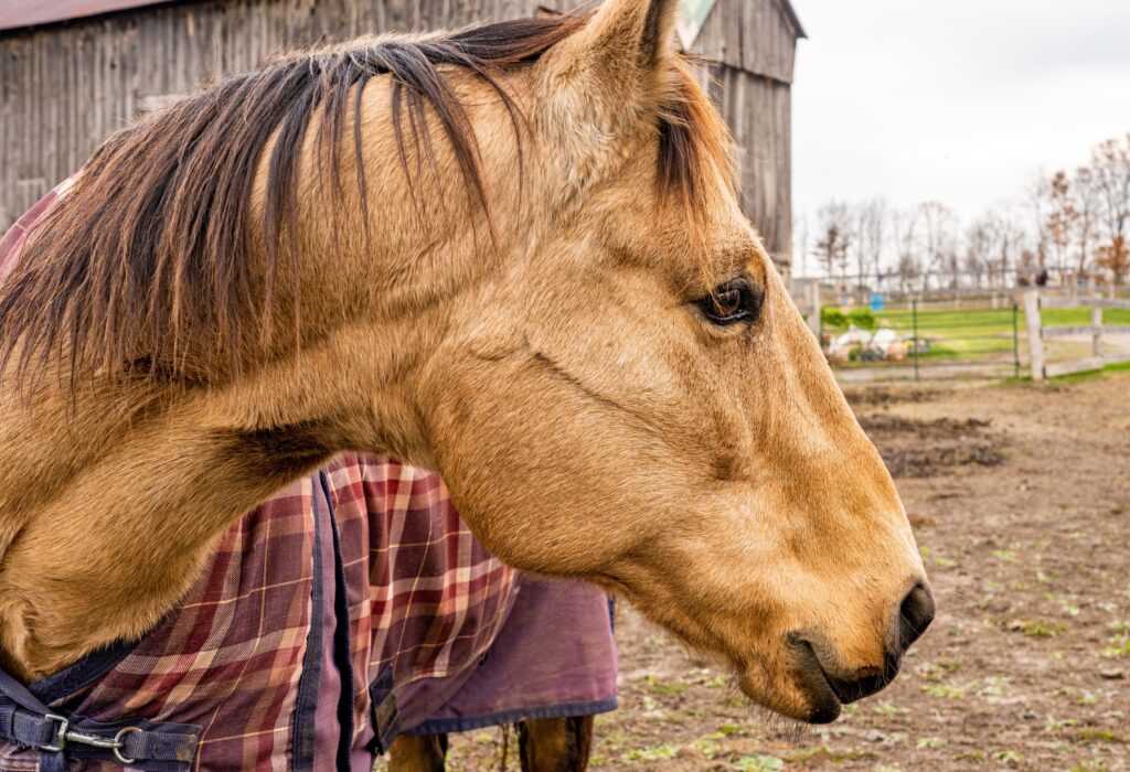 A horse in a purple fly sheet that needs a wash.