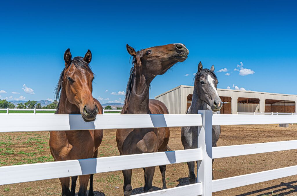 three horses behind a pasture fence