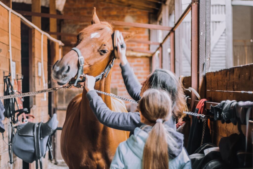 A chestnut horse fidgeting during grooming