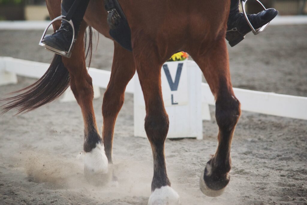 A person riding a horse in the correct size dressage arena