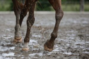 A horse standing in mud and at risk of getting rain rot