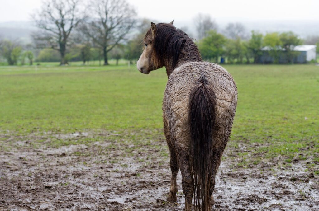 A horse with rain rot standing in a muddy pasture