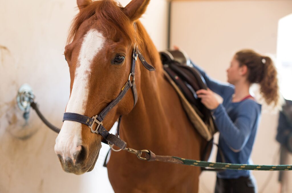 A girl saddling a leased horse