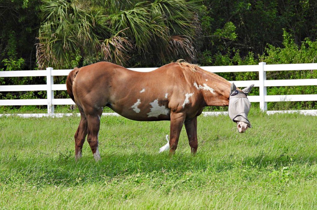 A pinto horse in a full coverage fly mask