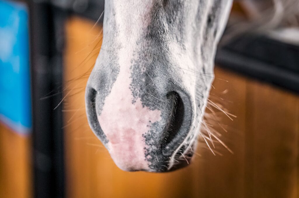 A sunburnt horse nose