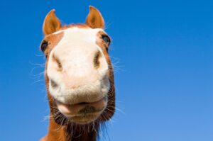 A horse with a pink nose