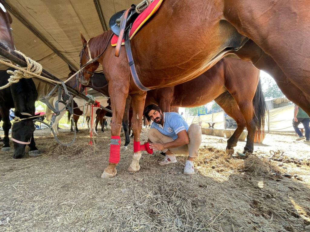 A man putting polo wraps on a chestnut horse.