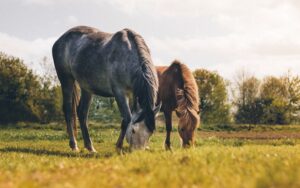 horses grazing in rotated pasture